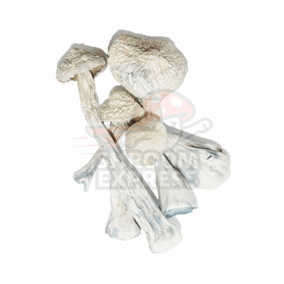 Albino Penis Envy (Dried) - Image 1