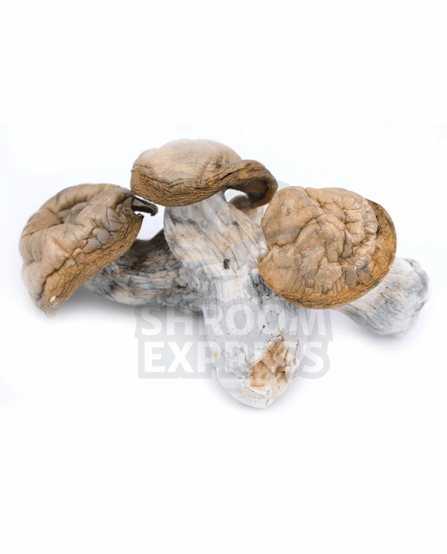 Hillbily-2 Hillbilly - Image 1