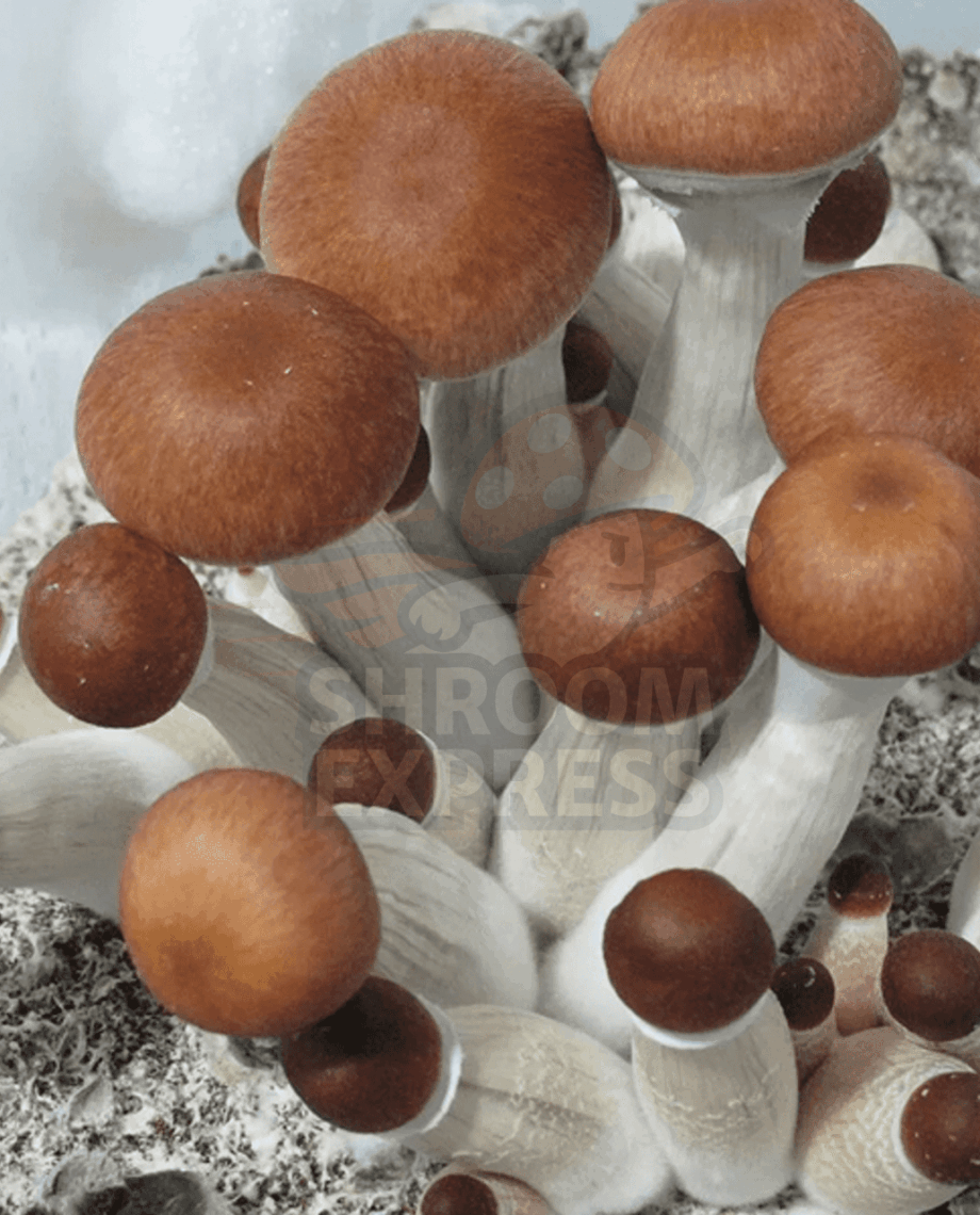 Jesus Christ Super Strain (JCSS) - Image 1