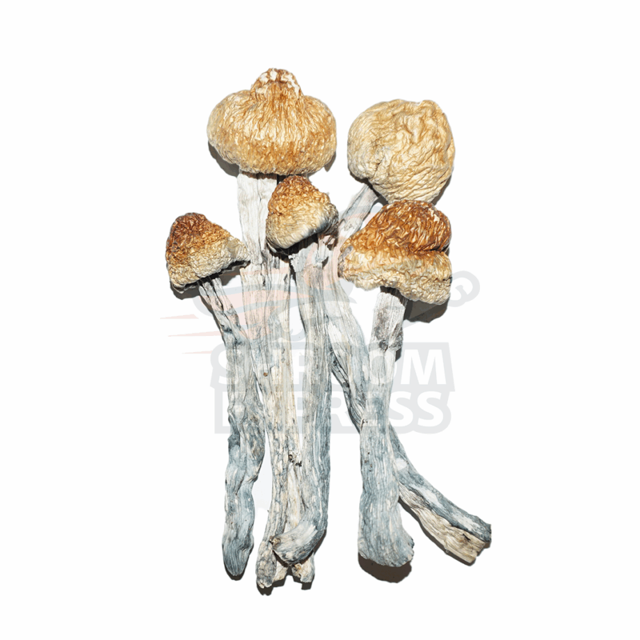 Penis Envy #6 - Image 1