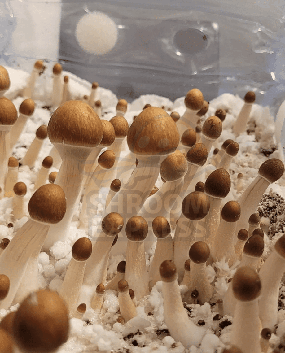 Golden Halo - Image 3