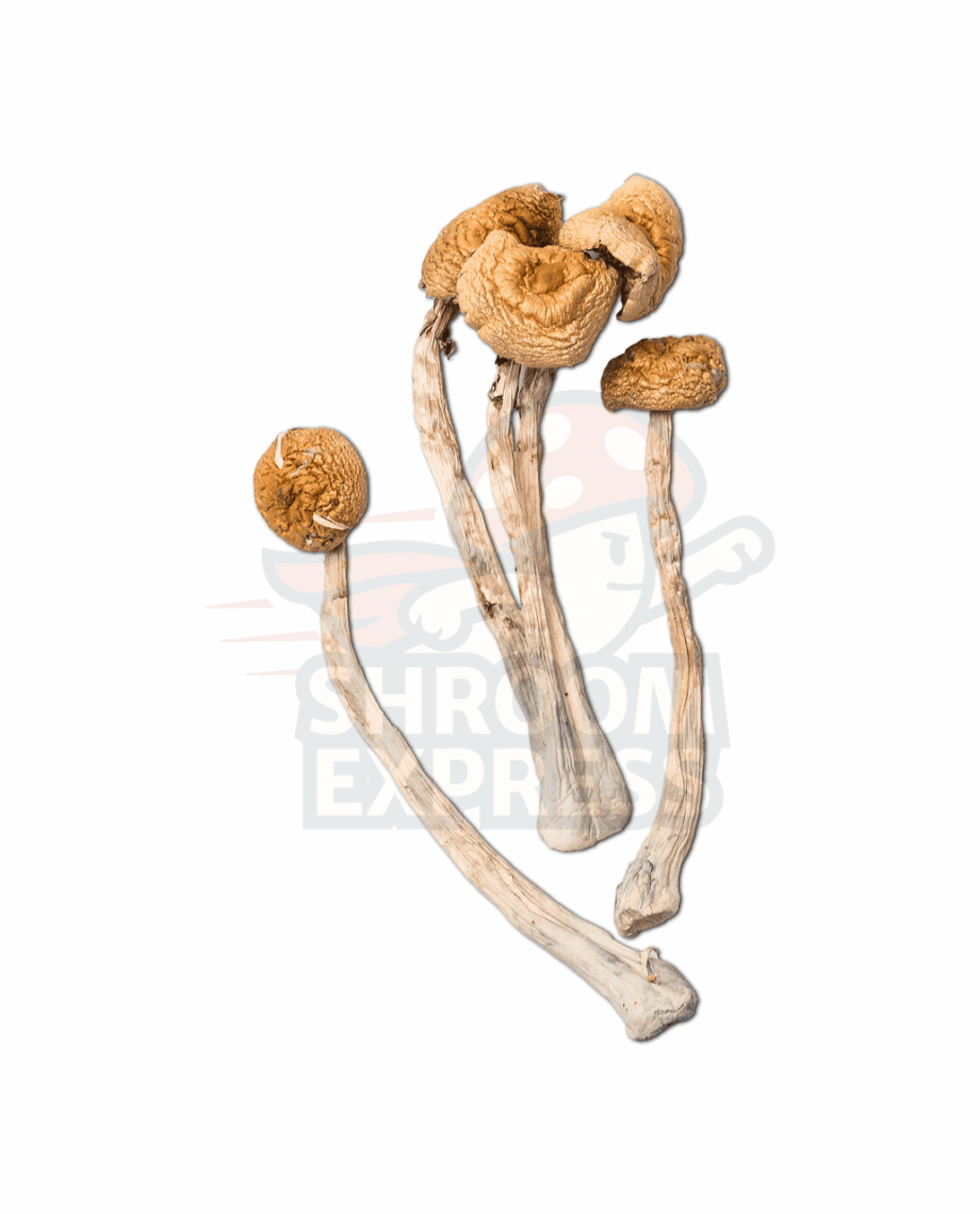 golden hole 2 Golden Halo - Image 1