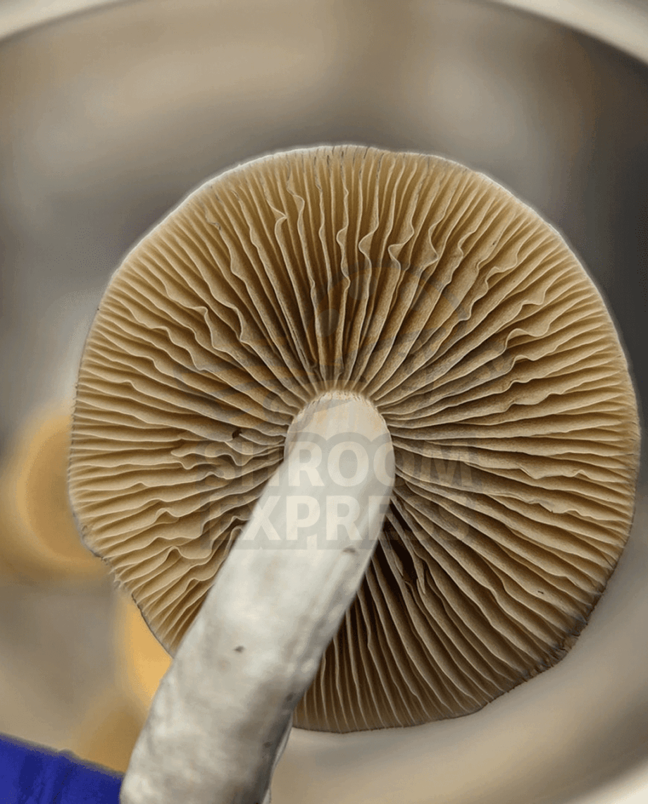 Golden Halo - Image 2