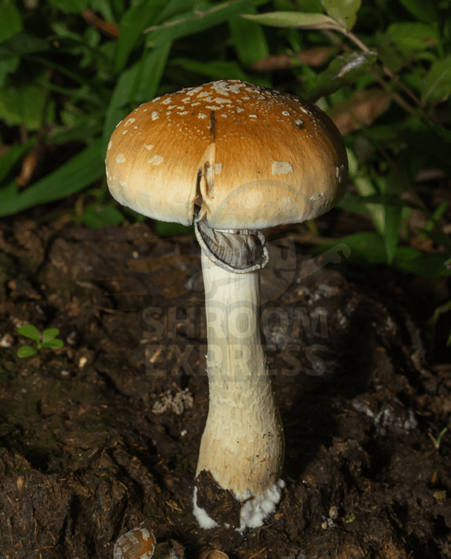 purple Mystic-1 Purple Mystic - Image 1