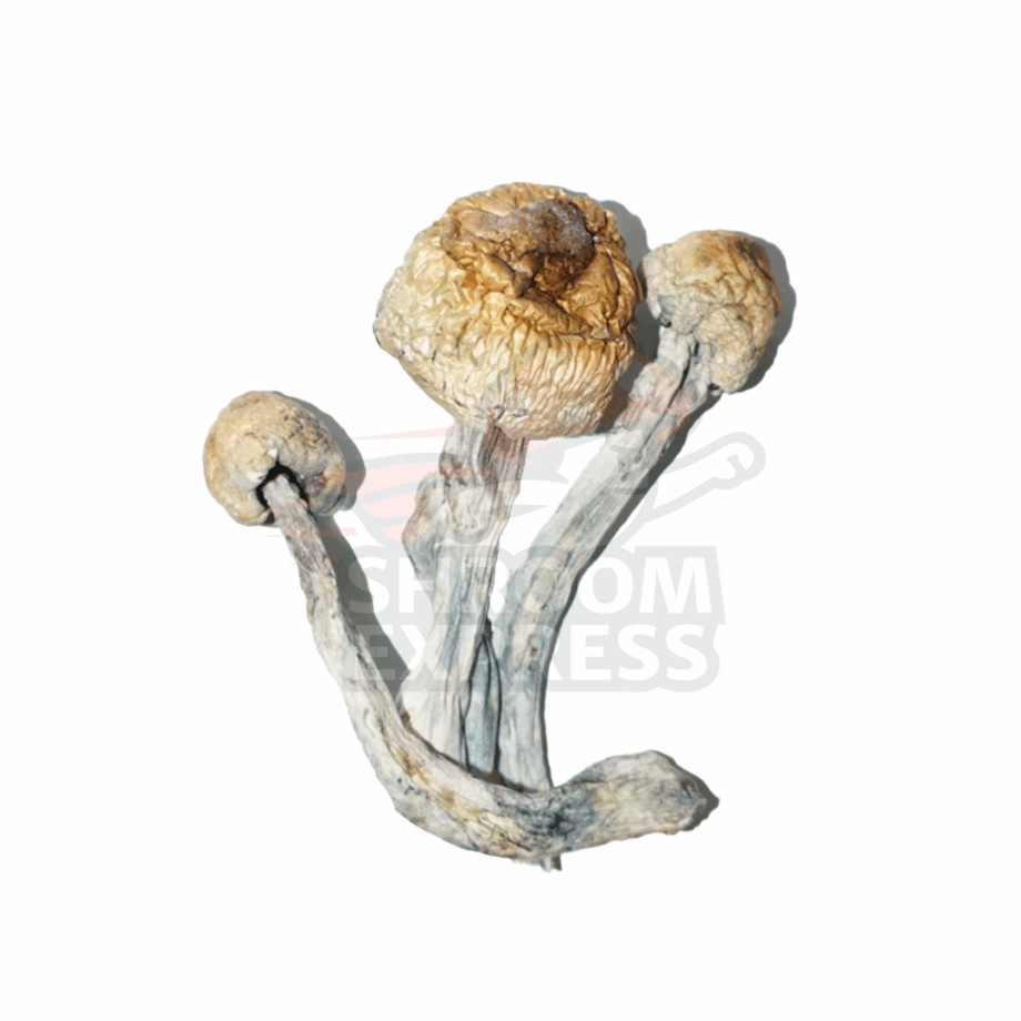 B+ (Dried) - Image 1