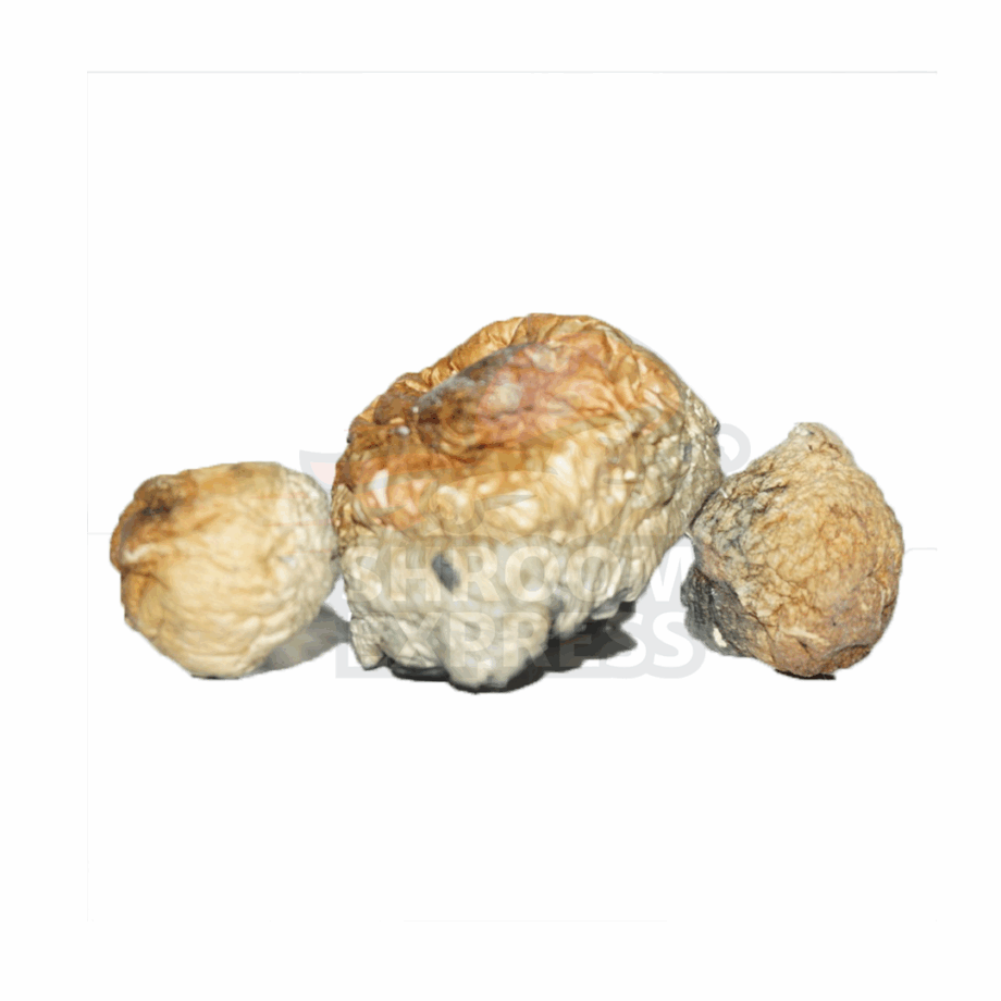 B+ (Dried) - Image 2