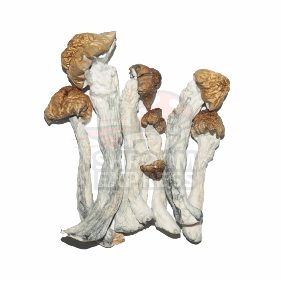 Blue Pulaski (Dried) - Image 1