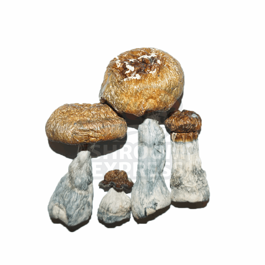 Melmac (Dried) - Image 1