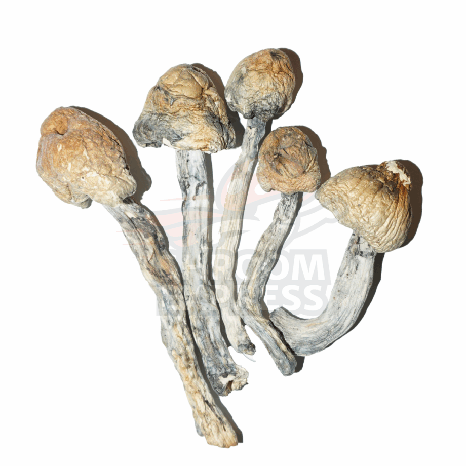 shroom-1-1 Blue Meanies (Dried) - Image 1